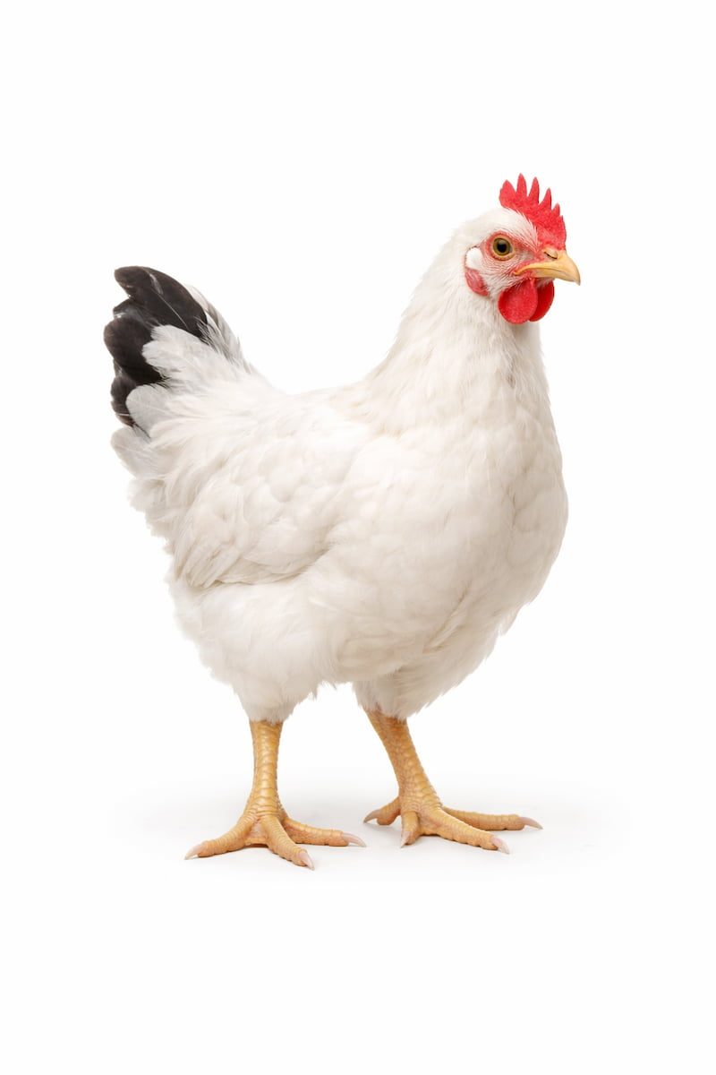 Cockerel chicks — mature